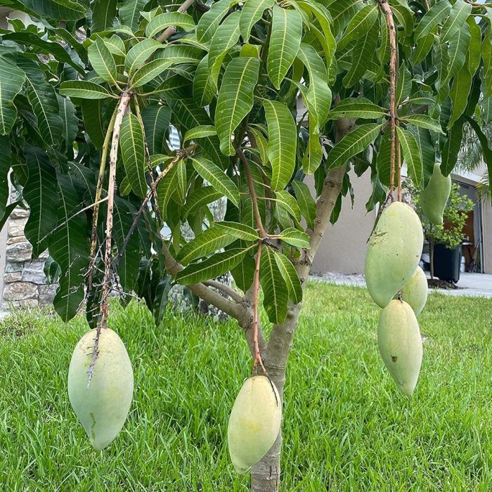 Mallika Mango - Image 2