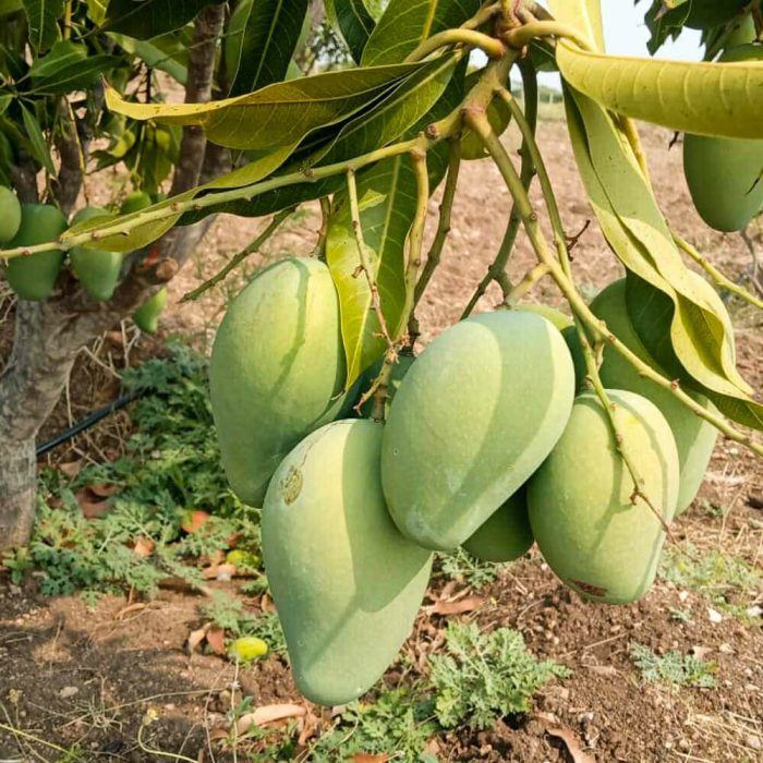Mallika Mango - Image 3