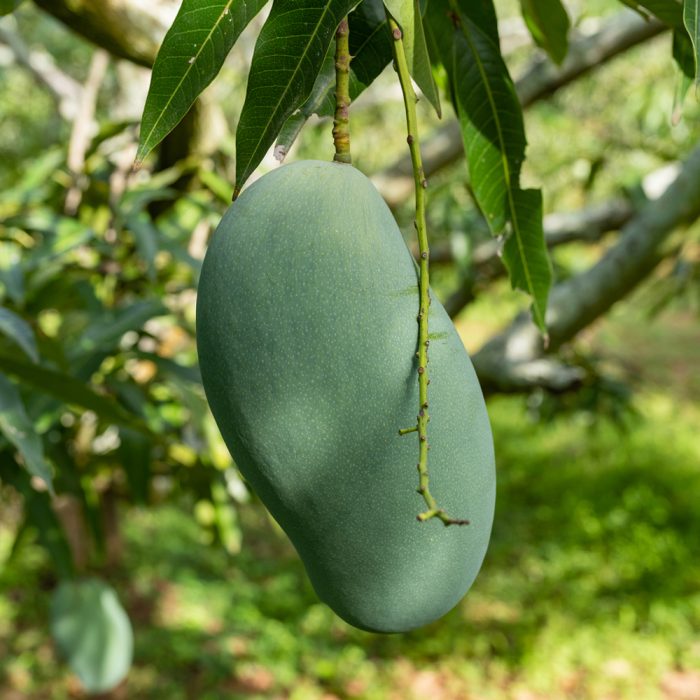 Mallika Mango - Image 4