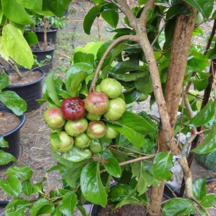 Manila Cherry - Image 2