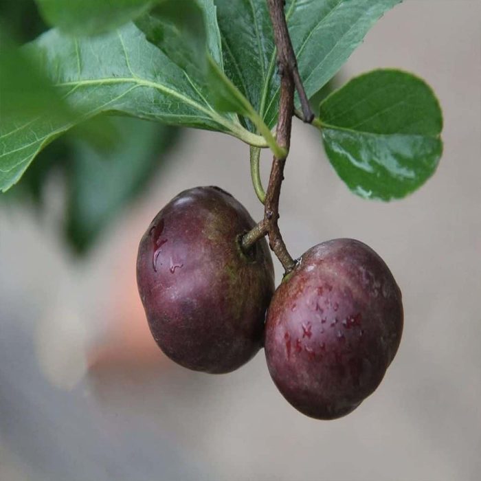 Manila Cherry - Image 3