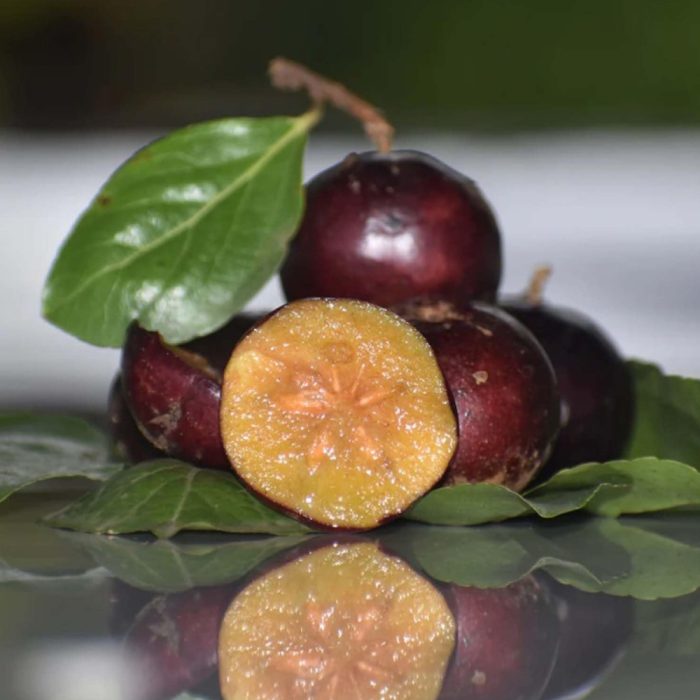 Manila Cherry - Image 4