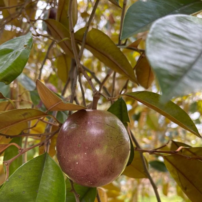 Milk fruit - Image 3