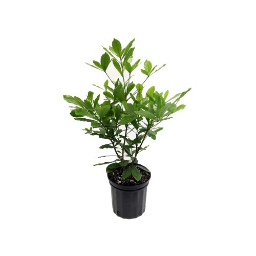 Miracle Fruit / మిరాకిల్ పండు(Grafted)