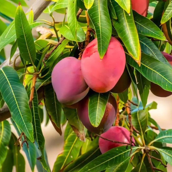 Miyazaki Mango - Image 2