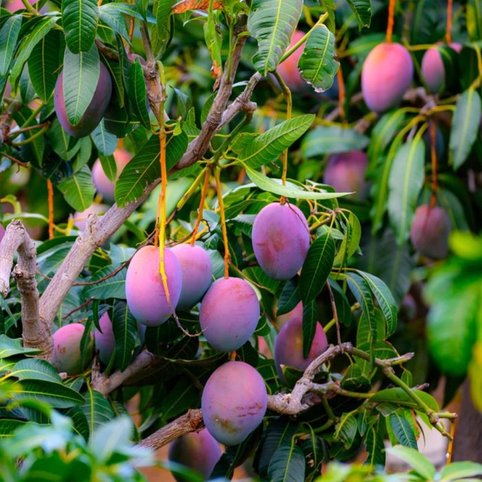 Miyazaki Mango - Image 3