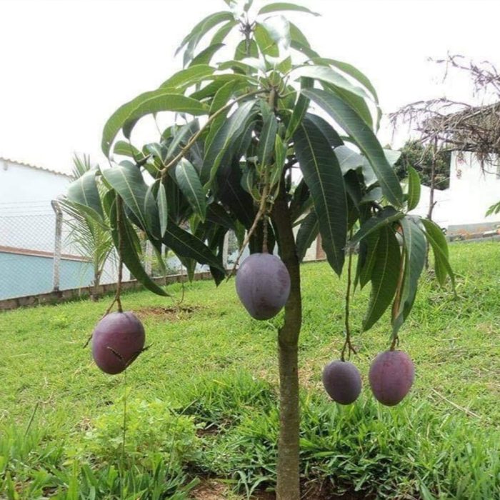 Miyazaki Mango - Image 4