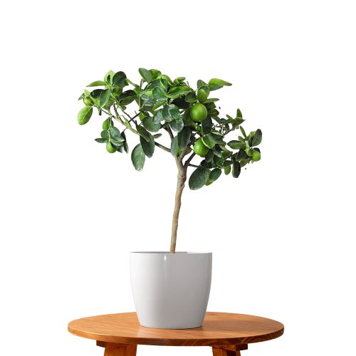 Mosambi(Grafted)
