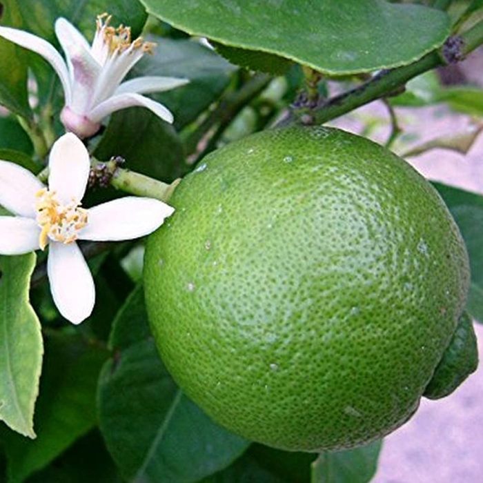 Mosambi(Grafted) - Image 2