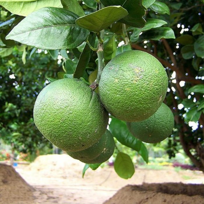 Mosambi(Grafted) - Image 3