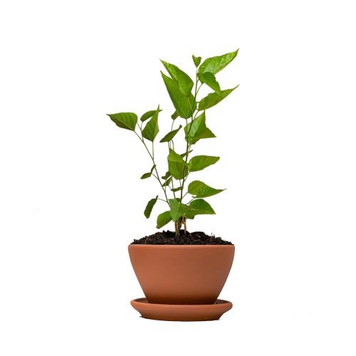 Mulberry (Morinda Citrifolia)(Grafted)