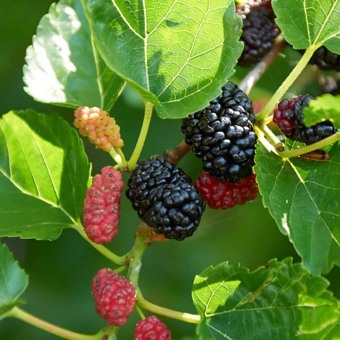 Mulberry (Morinda Citrifolia)(Grafted) - Image 2