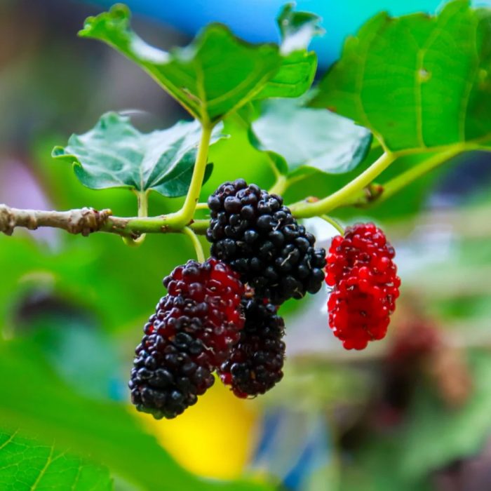 Mulberry (Morinda Citrifolia)(Grafted) - Image 3