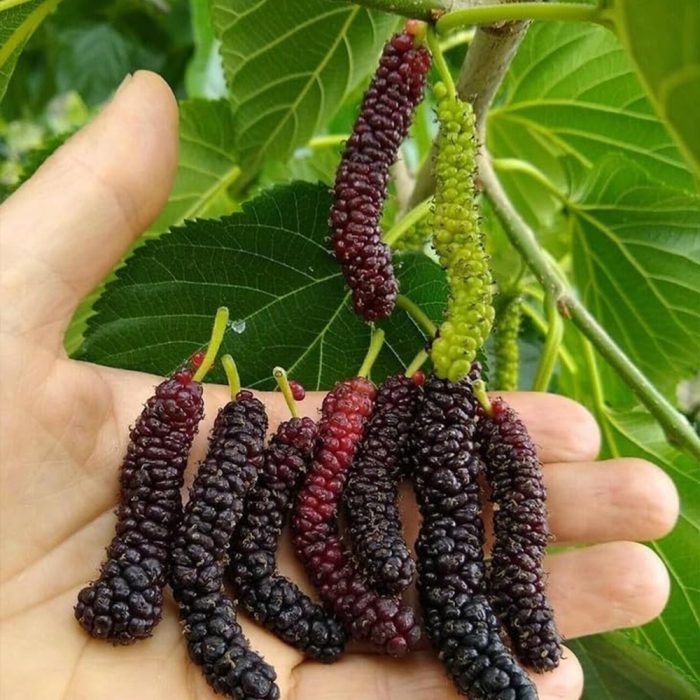 Mulberry (Morinda Citrifolia)(Grafted) - Image 4