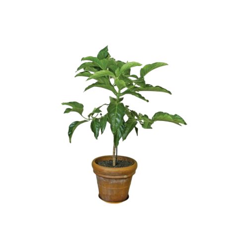 NONI fruit ( small )