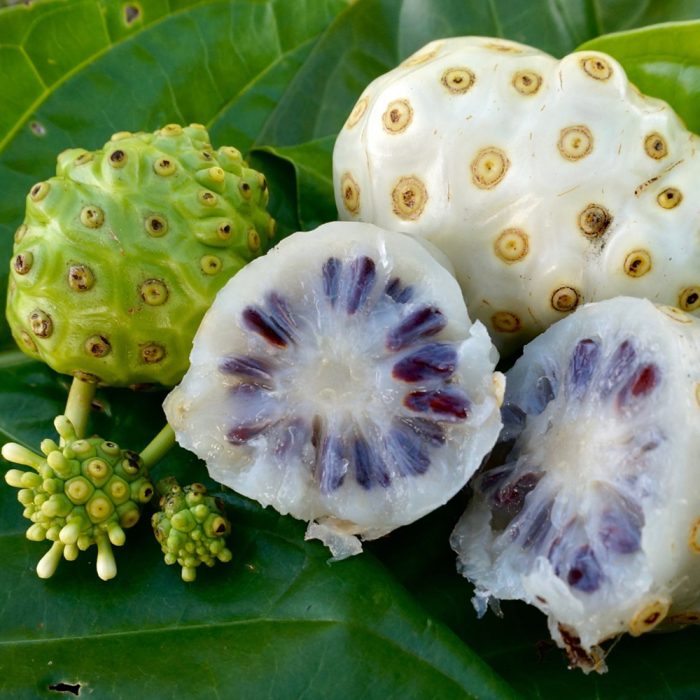 NONI fruit ( small ) - Image 4