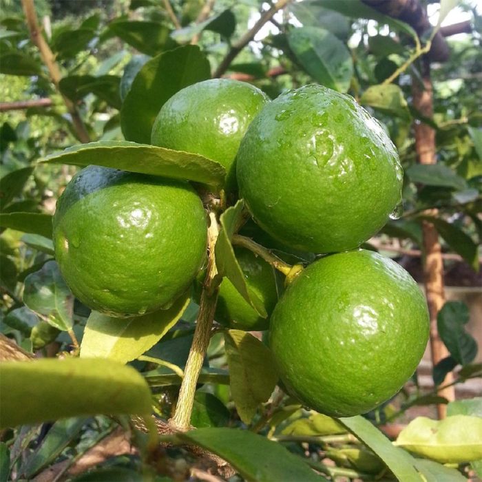 Narinja plant(Grafted)