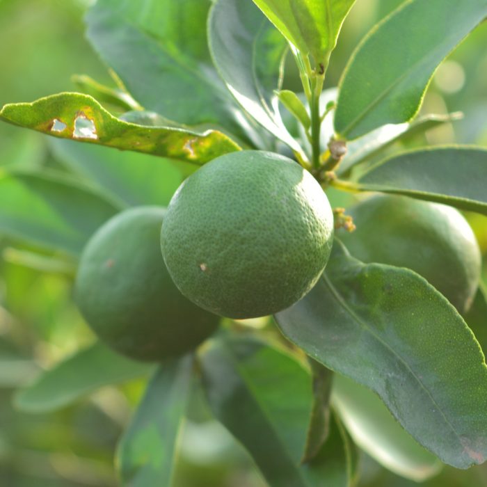 Narinja plant(Grafted) - Image 2