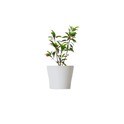 Neredu white(Grafted)