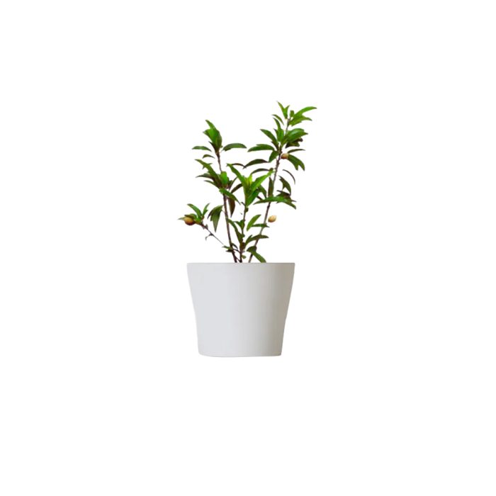 Neredu white(Grafted)