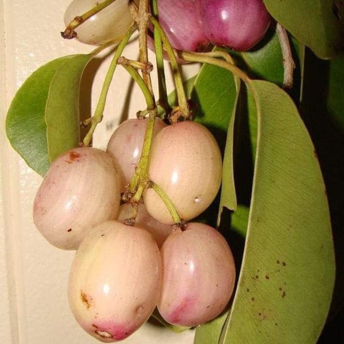 Neredu white(Grafted) - Image 2