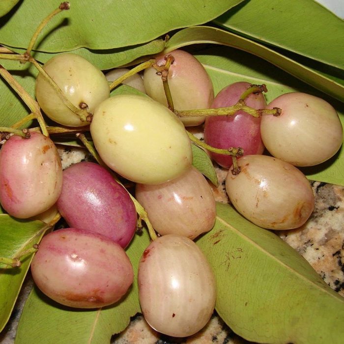 Neredu white(Grafted) - Image 3