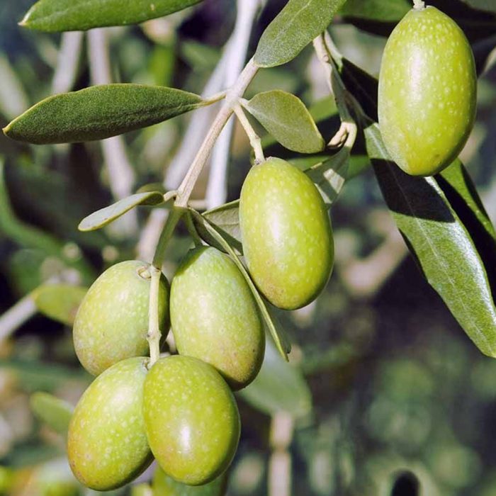 Olive(Middle EST) - Image 2