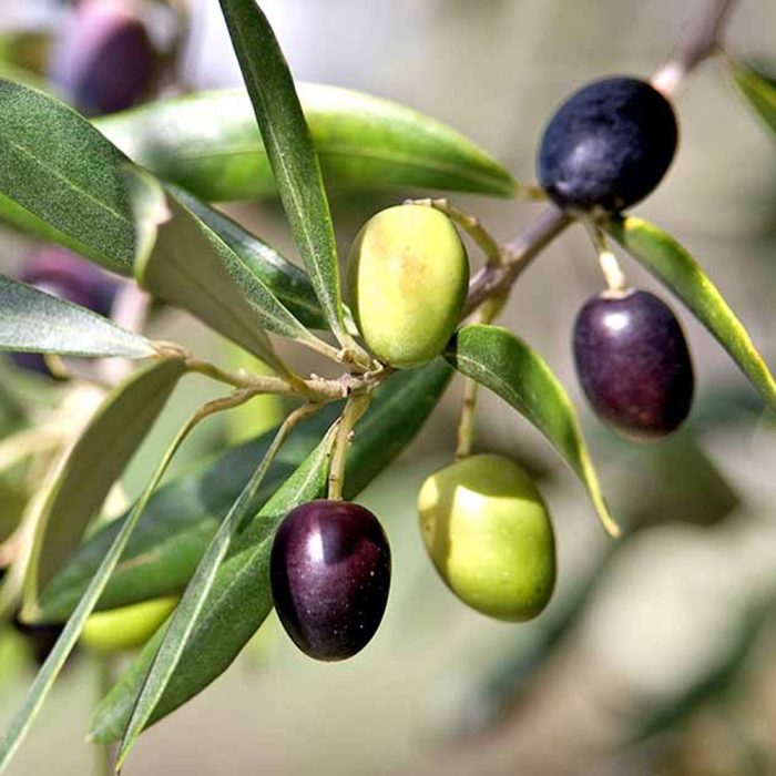 Olive(Middle EST) - Image 3