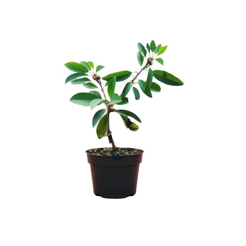 Palla Sapota(Grafted)