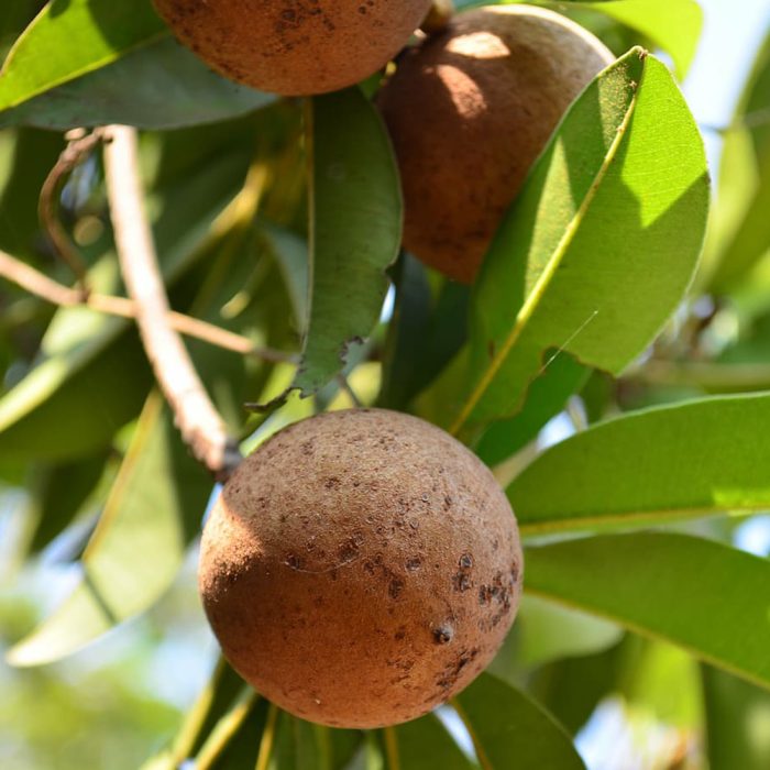 Palla Sapota(Grafted) - Image 2