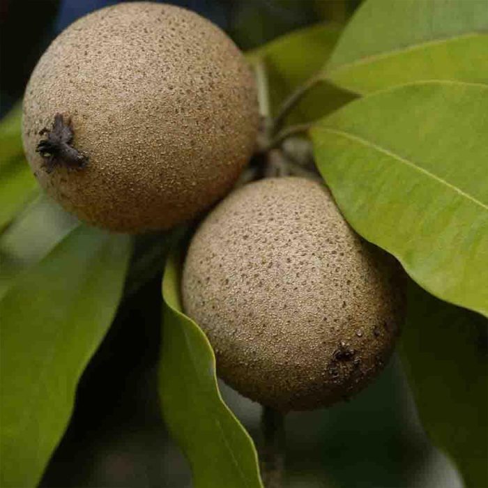 Palla Sapota(Grafted) - Image 3