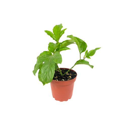 Passion Fruit Plant