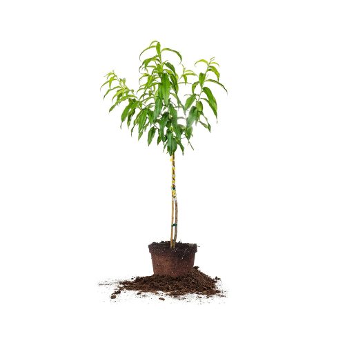 Peach(Grafted)