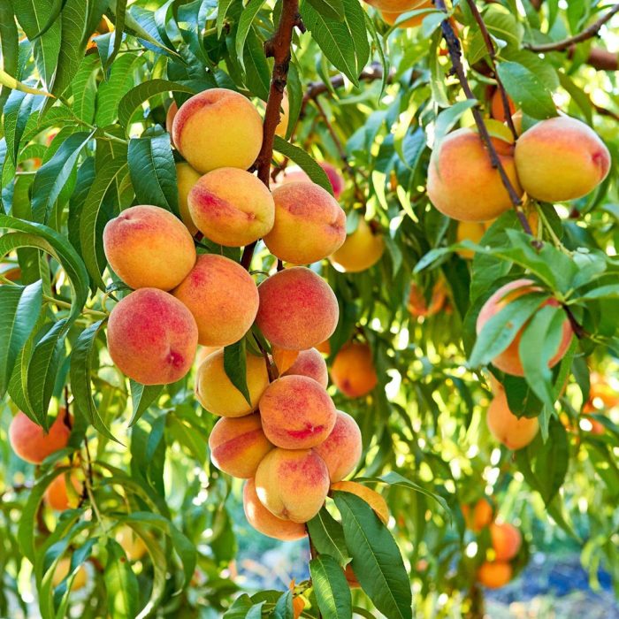 Peach(Grafted) - Image 2