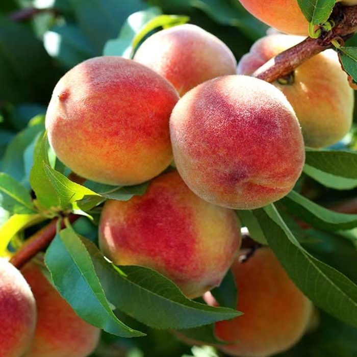 Peach(Grafted) - Image 3