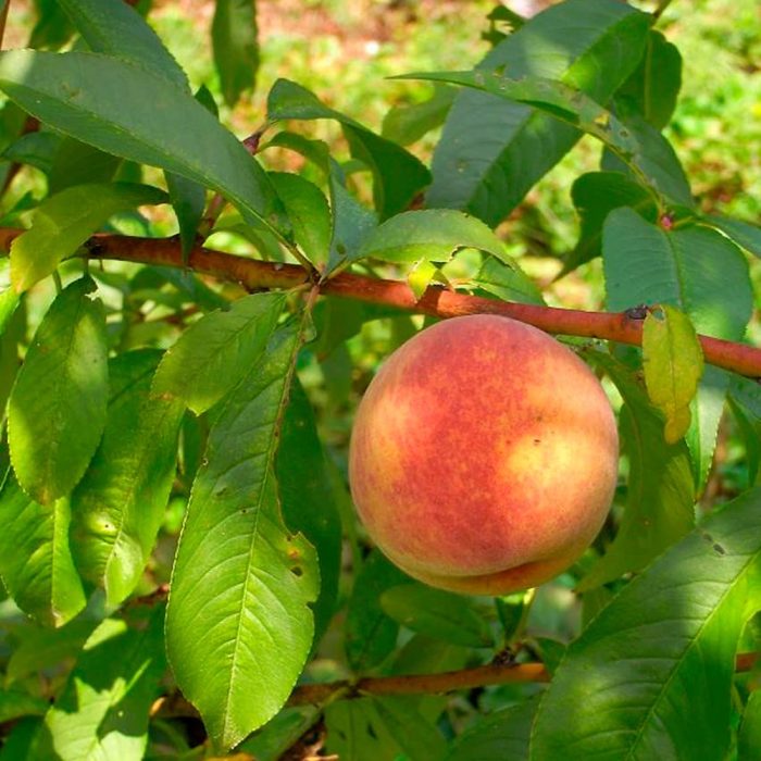 Peach(Grafted) - Image 4