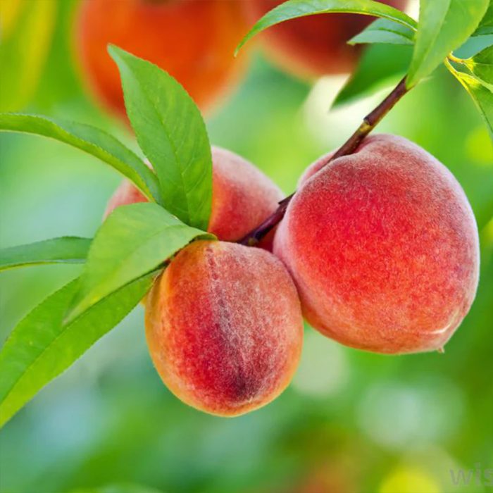Peach(Grafted) - Image 5
