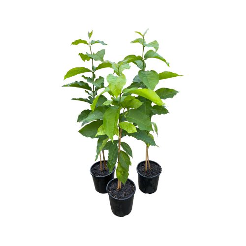 Peanut Butter Plant(Grafted)