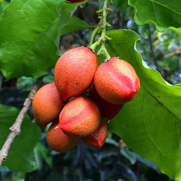 Peanut Butter Plant(Grafted) - Image 2