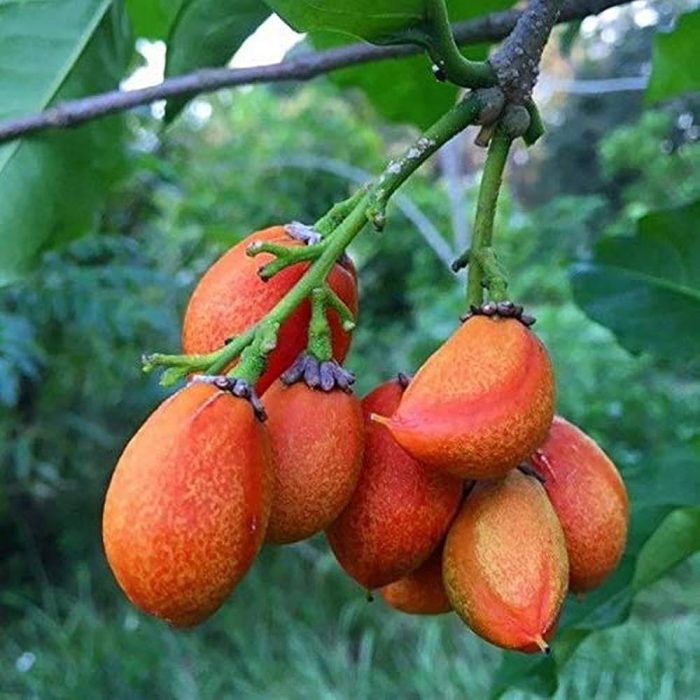 Peanut Butter Plant(Grafted) - Image 3