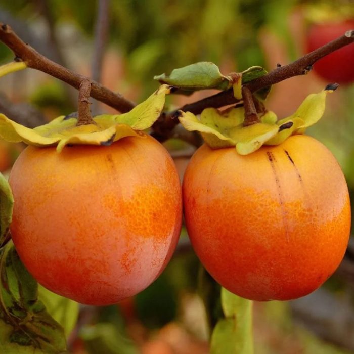 Persimmon - Image 2