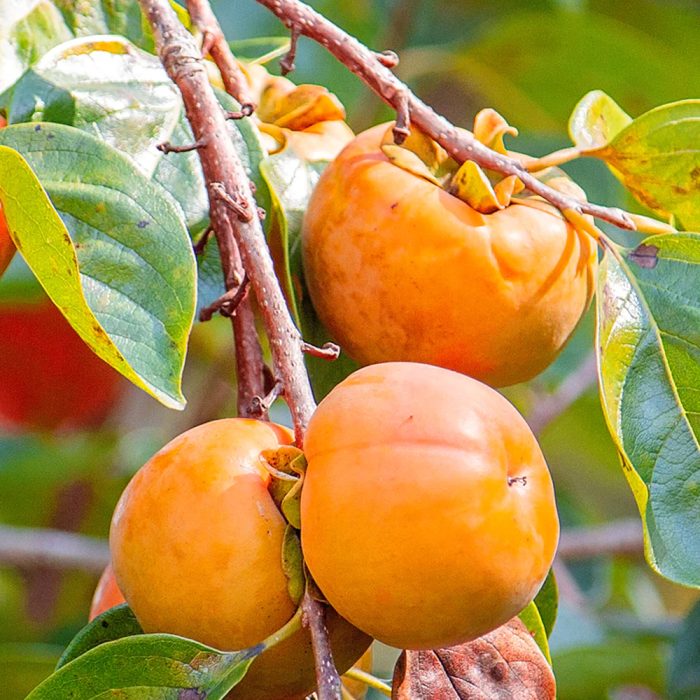 Persimmon - Image 3