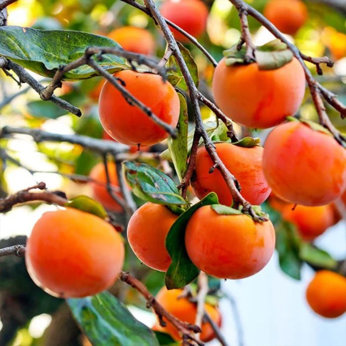 Persimmon - Image 4