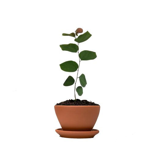 Phalsa fruit / మొర్రి పండు(Grafted)