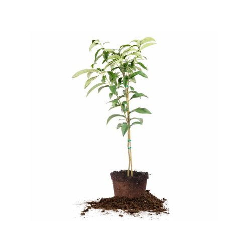 Plum Plant / అల్బుకర్ చెట్టు(Grafted)