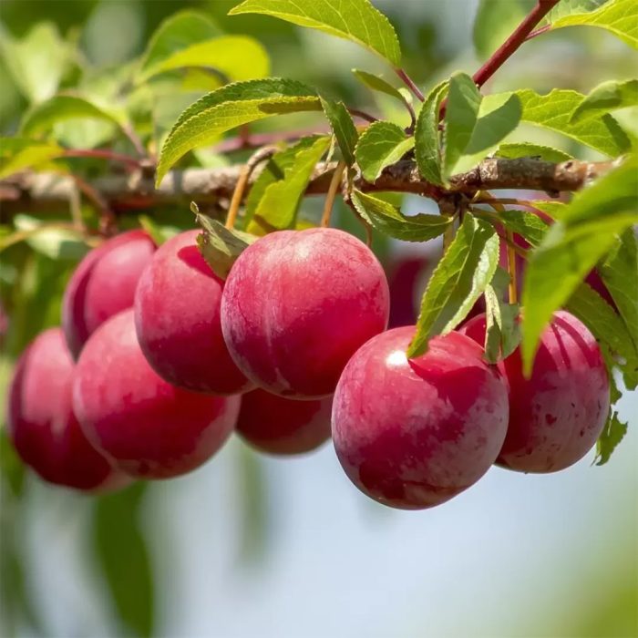 Plum Plant / అల్బుకర్ చెట్టు(Grafted) - Image 2