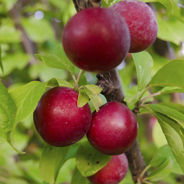 Plum Plant / అల్బుకర్ చెట్టు(Grafted) - Image 3