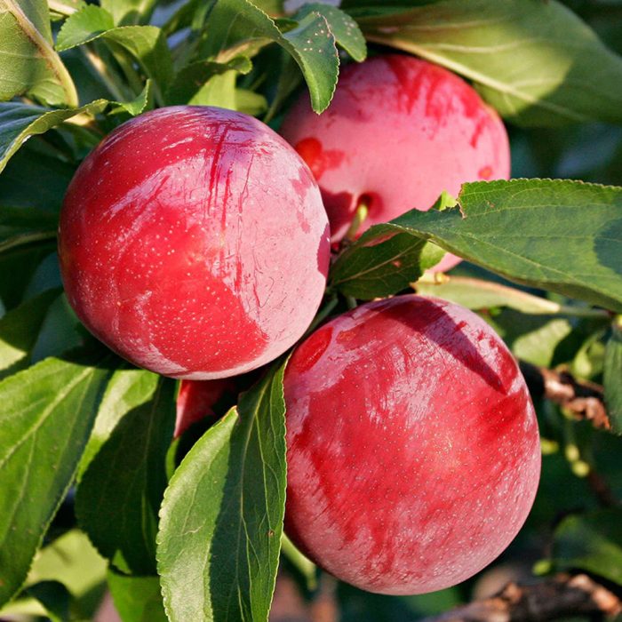 Plum Plant / అల్బుకర్ చెట్టు(Grafted) - Image 4
