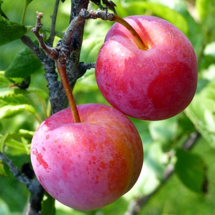 Plum Plant / అల్బుకర్ చెట్టు(Grafted) - Image 5