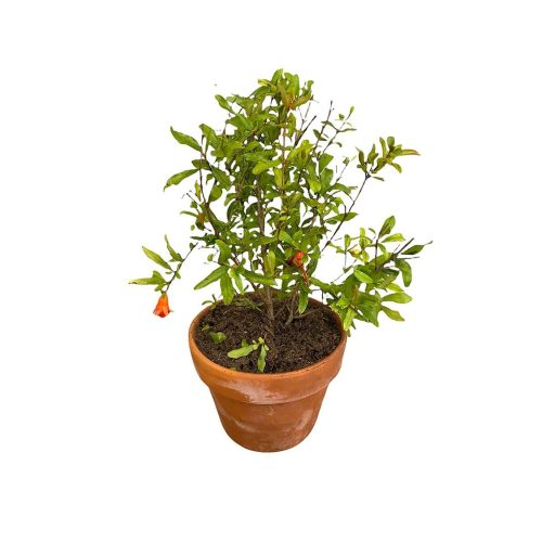 Pomegranate /భగవాన్ అనార్(Grafted)
